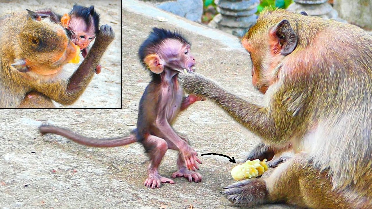 Because of less milk..!! Skinny baby Masha is really active to grab food with mom Messi.
