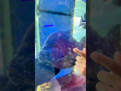 COMPREI UM IRMÃOZINHO PRO MEU PEIXE… MAS ROUBARAM ELE! 😱🐟 #shorts