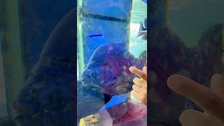 COMPREI UM IRMÃOZINHO PRO MEU PEIXE… MAS ROUBARAM ELE! 😱🐟...