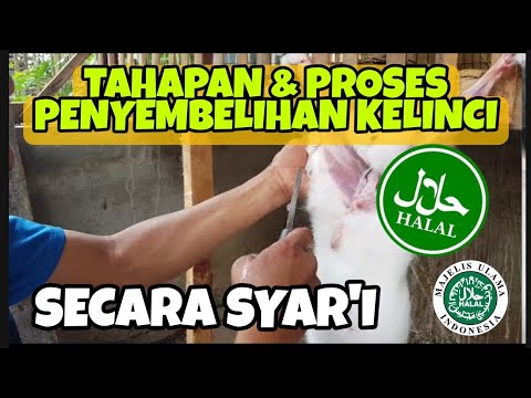 Video: Cara Menyembelih Kelinci