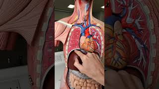 Discover the Amazing Movements Happening Inside Your Body #anatomy #meded #3danimation