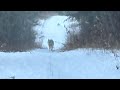 Dog chases off wolf