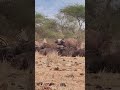 Most feared Mammals in the game, Buffalos #wildlifeentertainment