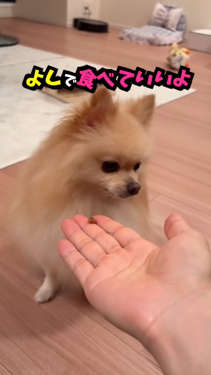Pomekichi in Japan - YouTube