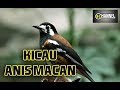 Suara Kicauan Anis Macan Untuk Terapi Masteran Dan Pancingan Omkicau(.mp3 .mp4) Mp3 - Mp4 Download