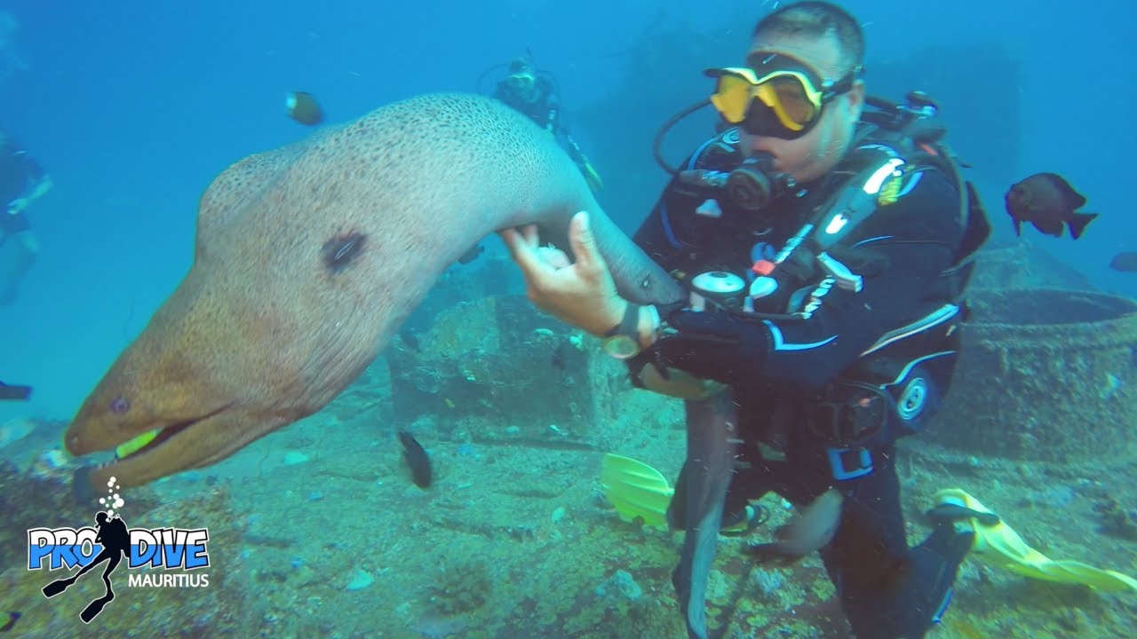 Mauritius scuba diving - Norman playing with giant muray