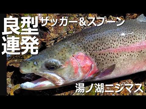 湯ノ湖にてザッガーとスプーンでニジマス良型連発！ #湯ノ湖 #トラウト