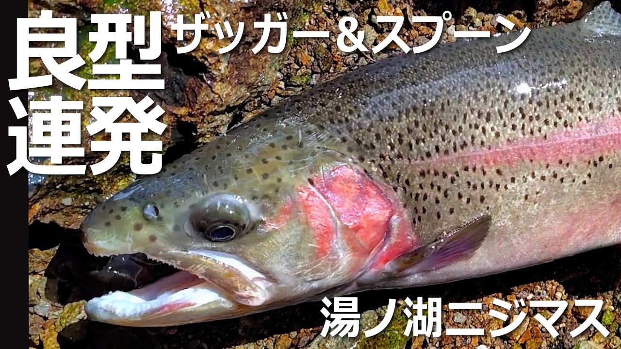 湯ノ湖にてザッガーとスプーンでニジマス良型連発！ #湯ノ湖 #トラウト