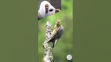 تلاوة خاشعة _ سعود الشريم من سورة ق  #الشريم #سعود_الشريم #سورة #religion #saoud_shuraim  #sheikh