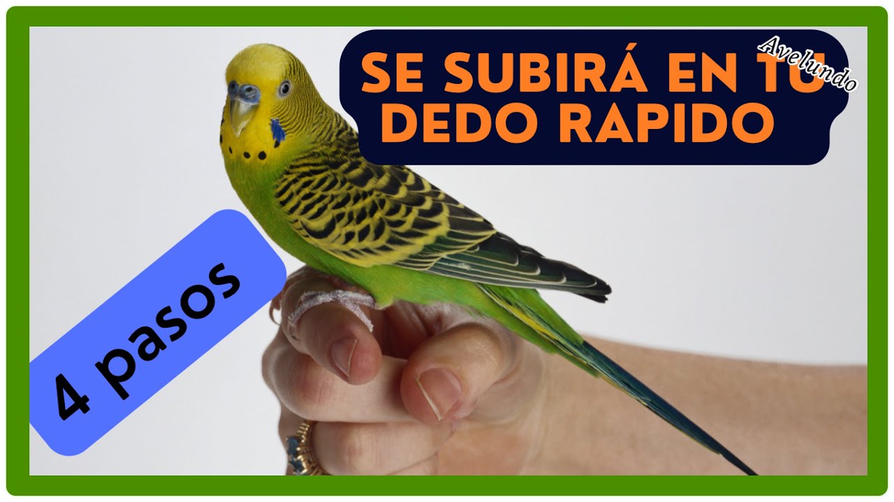 Como hacer que mi periquito se suba en mi dedo - YouTube