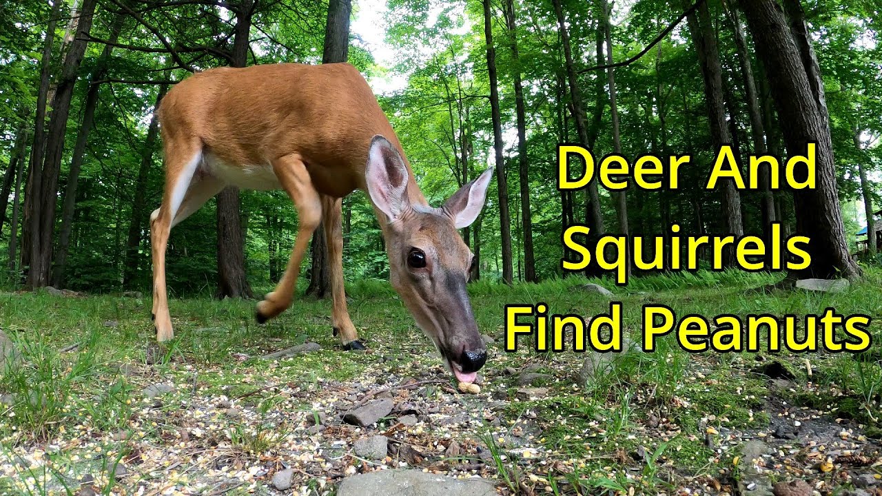 Cabin Critters (Deer At 