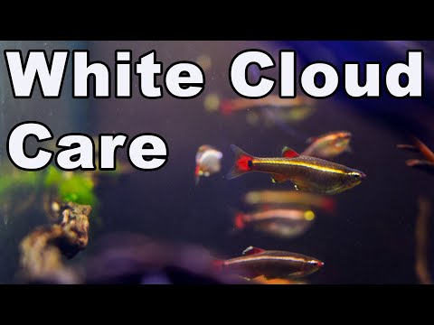 Video: Cuidado de los peces: White Cloud Mountain Minnows