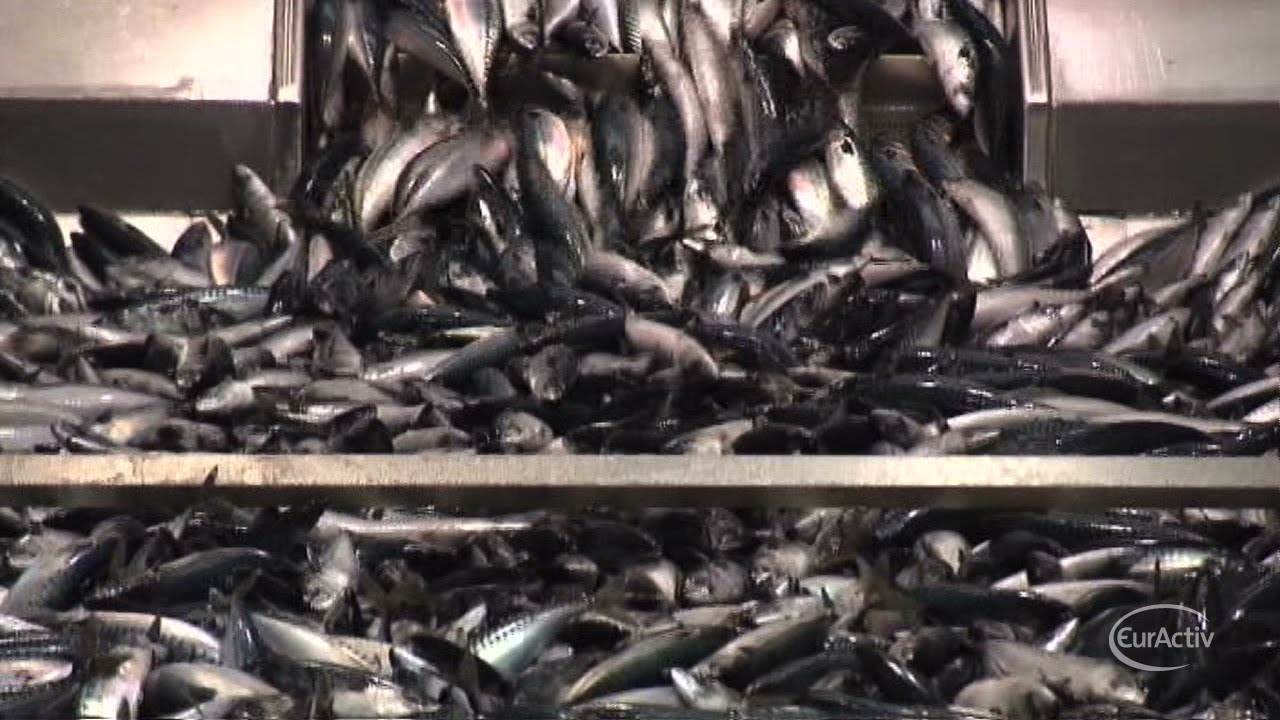 Brussels resumes negotiations on EU fish quotas