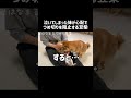 泣いてしまった妹が心配でつめ切りを阻止する豆柴 #Shorts