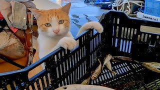 漁港の猫ちゃん、カゴに残ったお魚が気になって仕方がない模様