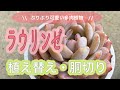 多肉植物　根っこを見るのが楽しみなんです♡