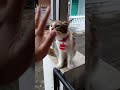 Kucing Kecil (Jembron) Kita Isengin 🤣🤣