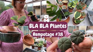 BLA BLA PLANTE et rempotage #38🌿 HOYA KERRII MARGINATA | EUPHORBE OBESA | Epiphyllum chrysocardium