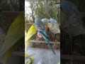 🛍️日本で買えるインコ用品最新版🐦✨ #おすすめ 🛍️