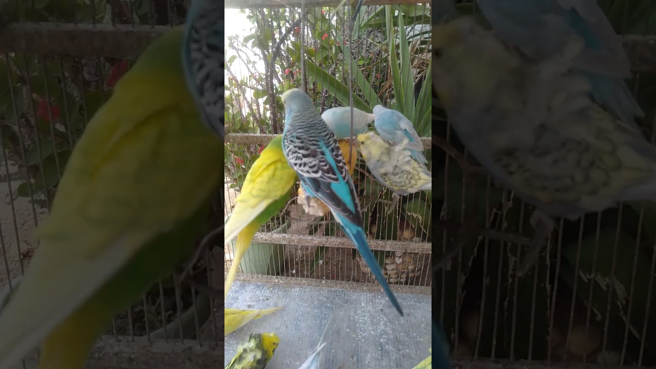 🛍️日本で買えるインコ用品最新版🐦✨ #おすすめ 🛍️