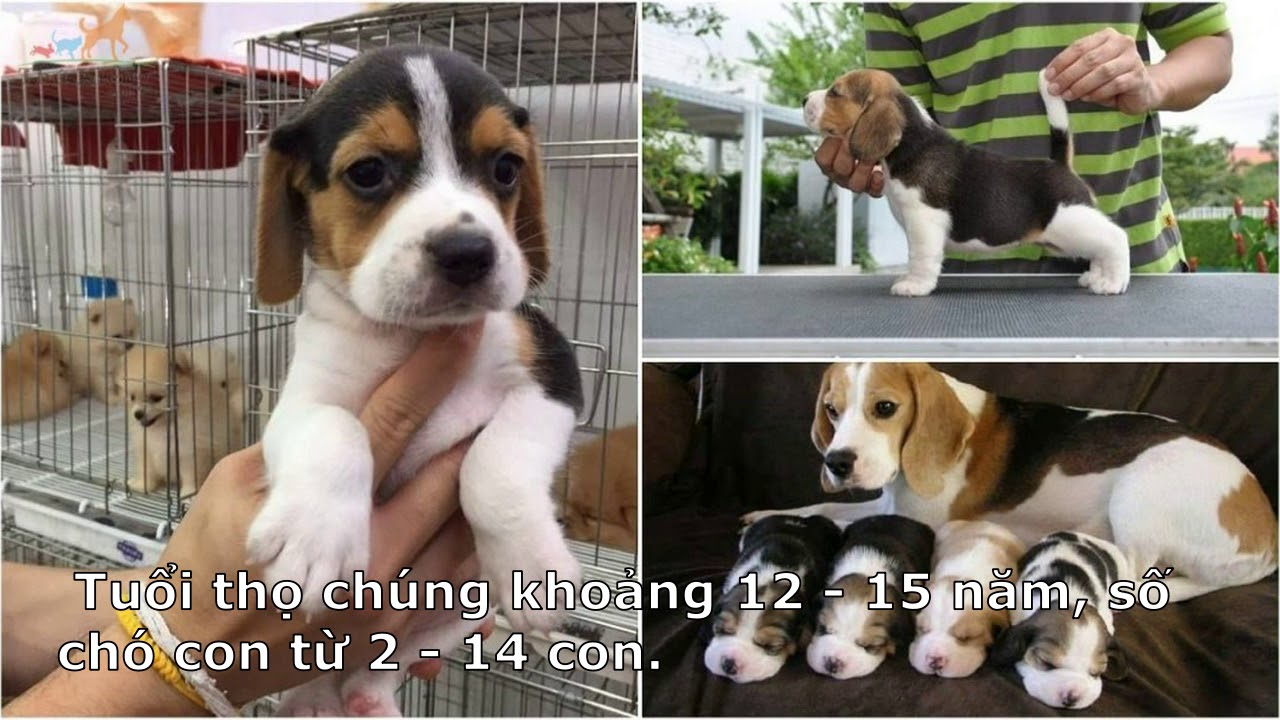 chó beagle giá bao nhiêu ? tìm hiểu về loài chó săn thỏ - YouTube
