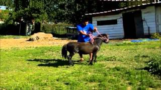 Joan Sebastian Aka Hugo Riding A Pony Gone Wrong