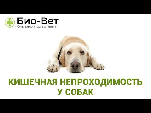 Видео: Кишечная непроходимость у собак