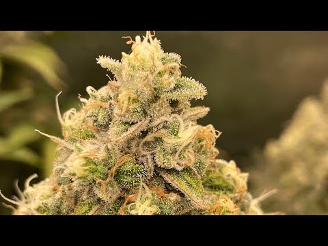 Pre Harvest for the In House Run Mars FC3000 Deluxe Slurbet Frozen Grapes