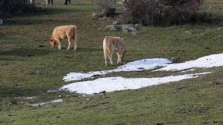 Les dégâts de Filomena en Espagne : le secteur agricole appelle à laide