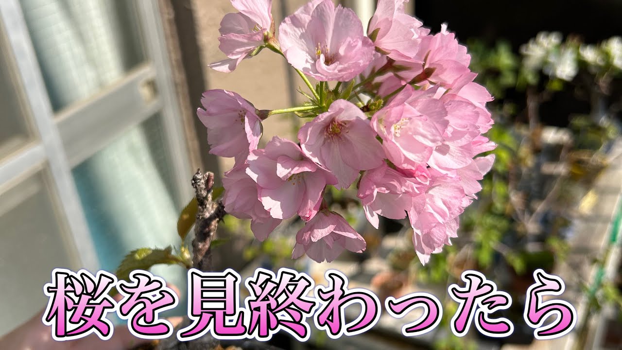 For those who have bought cherry blossoms but don't know what to