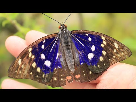 The Great Purple Emperor butterfly, Japan's national butterfly, is