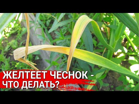 Желтеет чеснок – что делать ?