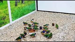 Gouldian Finches take off slow - mo