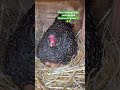 Hühnerglucke sorgt vielleicht bald für Nachwuchs. 🐓🐥 #huhn #hühnerimgarten #hühnerliebe #hühner