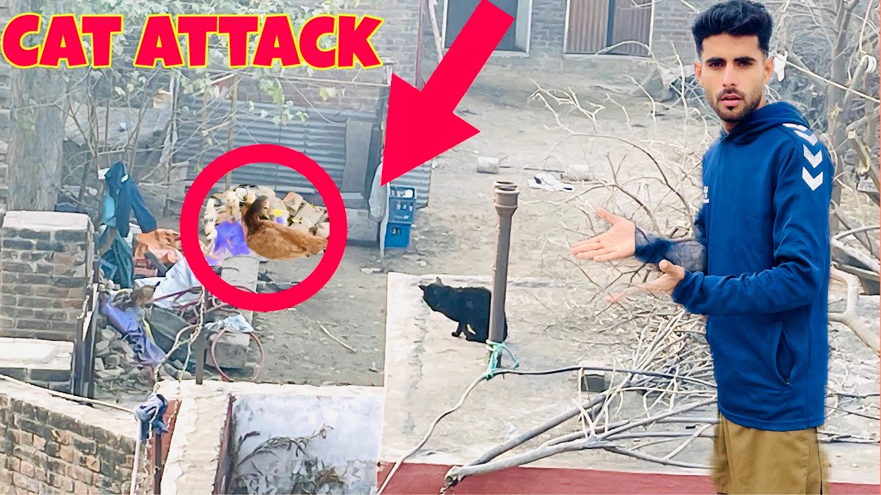 Cat Attack On Chicks 😱