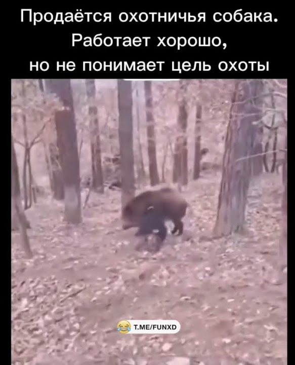кабан договорился с охотничьей собакой. - YouTube
