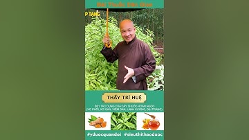 B21 P1 TÁC DỤNG CỦA CÂY THUỐC HOÀN NGỌC - BÀI THUỐC DÂN GIAN