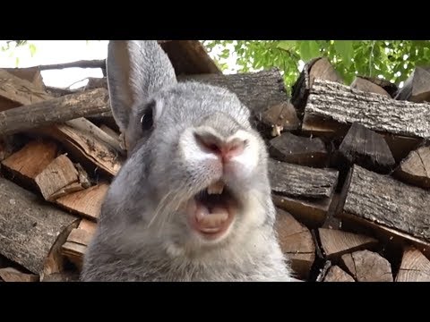 Кролик ОРУН. Громко ОРЁТ
