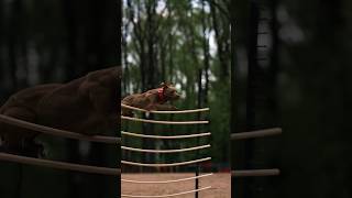 Pitbull fitness🤸Training #trending#jump#long#high#game#gameplay#love#work#fitness#trendingshorts screenshot 5