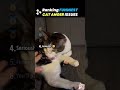 😂❤️ #cats#funny#Popular#Cute pet