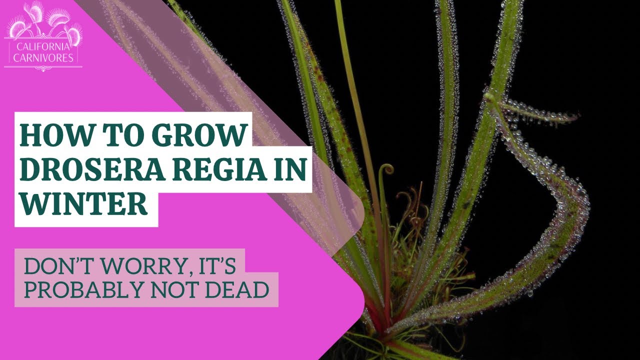 Winter Care for Drosera regia; The King Sundew
