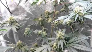 Critical kush & g13 haze update(flower stage)