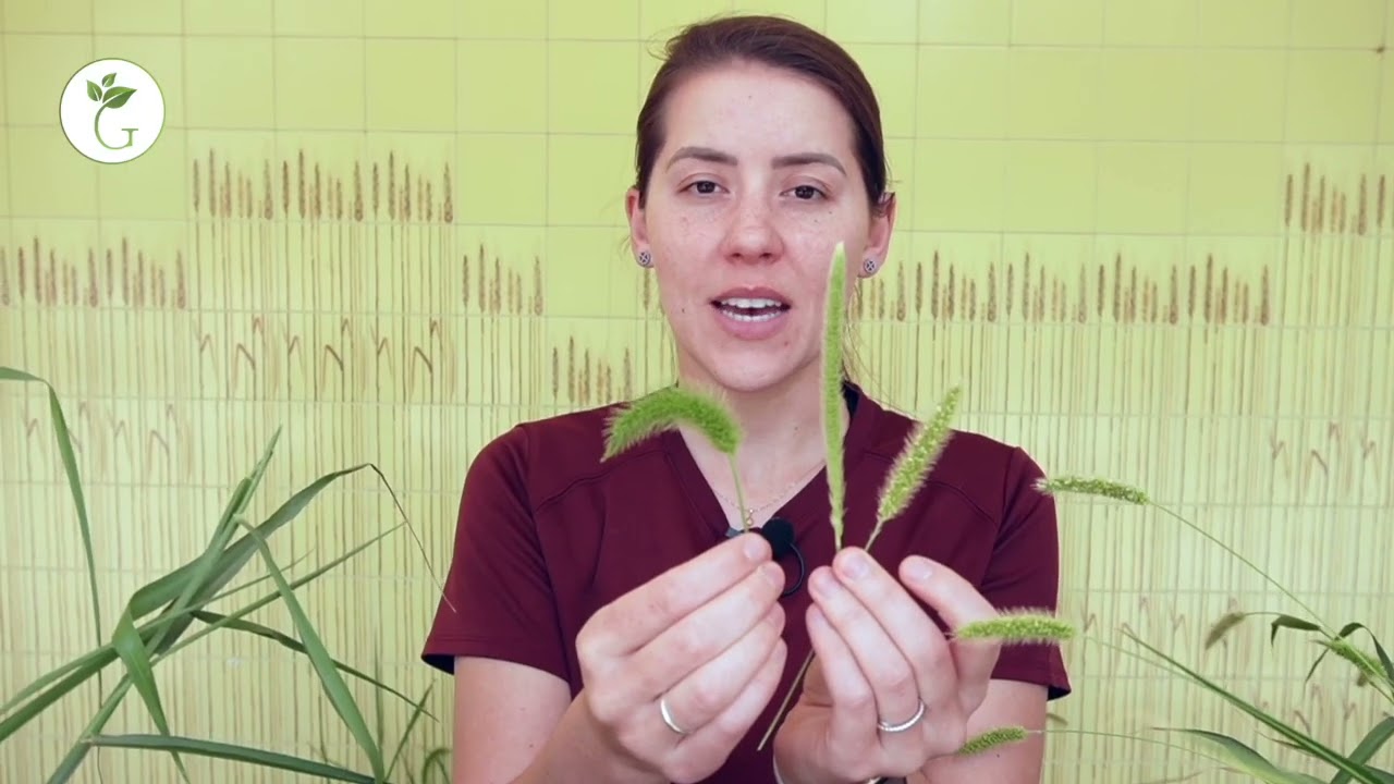 Weedy Wednesdays: Giant Foxtail - YouTube