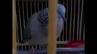Chim cu gáy gọi tập bổi mới- cu thái (Spotted dove, tekukur viet nam, លលកធ្នាក់, นกเขาใหญ่สายต่อดิน)