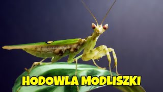 Wszystko co musisz wiedzieć o hodowli modliszki - jak hodować modliszkę?