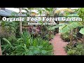 Florida organic edible tropical garden food forest tour  december zone 10a