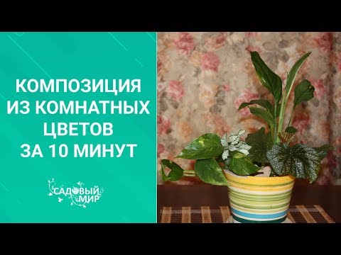 Очень красивая композиция из комнатных цветов на РАЗ-ДВА-ТРИ! СМОТРИ и ДЕЛАЙ!