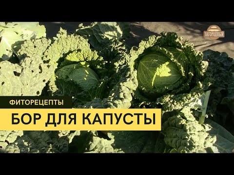 Удобрение для капусты \ Фиторецепты