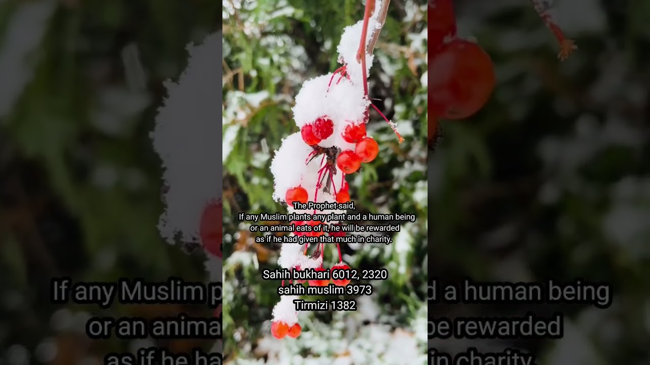 dharakht tree plant lagana sadka hai ,