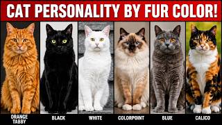 What Your Cat’s Color SECRETLY Reveals About Their Personality